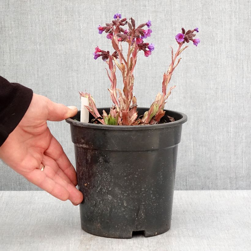 Amostra de Pulmonária Samourai Vaso de 2 L/3 L tal como entregue na primavera