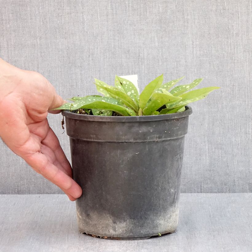 Amostra de Pulmonaria Trevi Fountain - Pulmonaire hybride Pot de 2L/3L tal como entregue na primavera