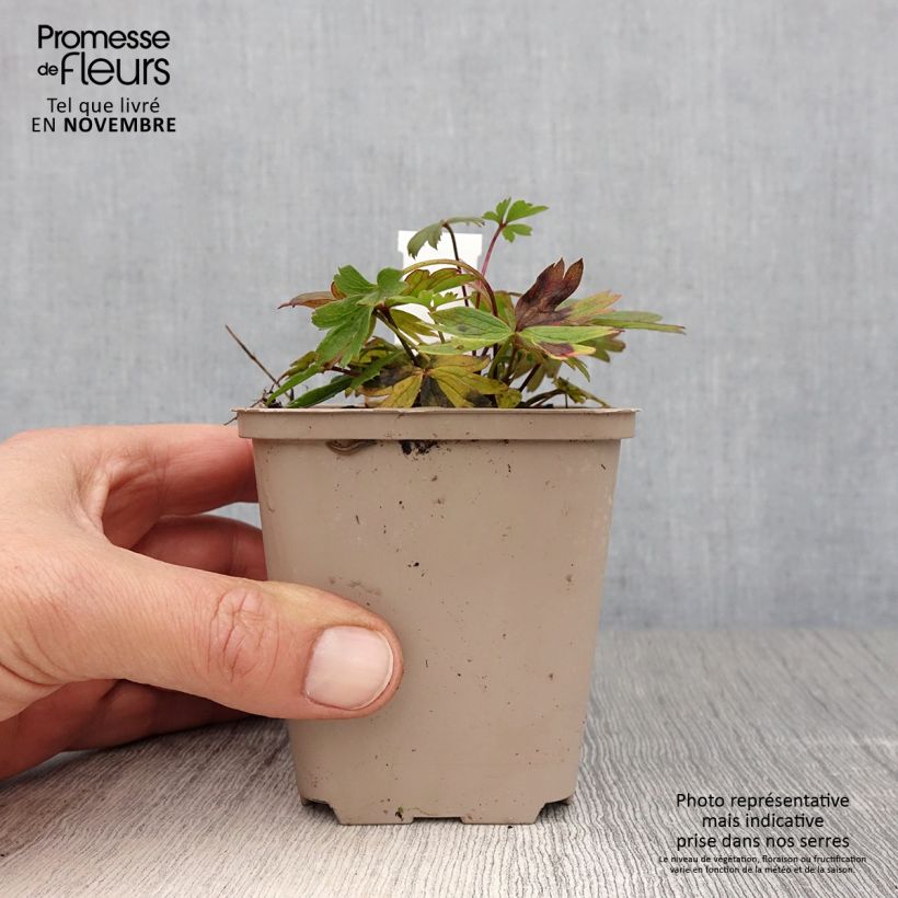 Amostra de Pulsatilla patens Vaso de 8/9 cm tal como entregue no outono