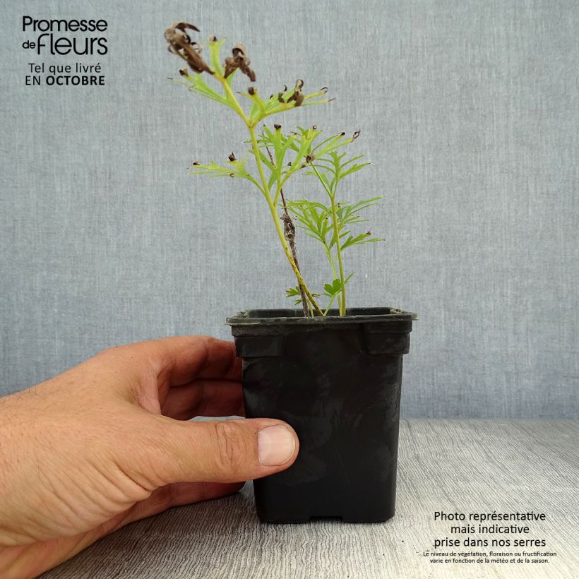 Amostra de Pulsatilla vulgaris Alba Vaso de 7/8 cm tal como entregue no outono