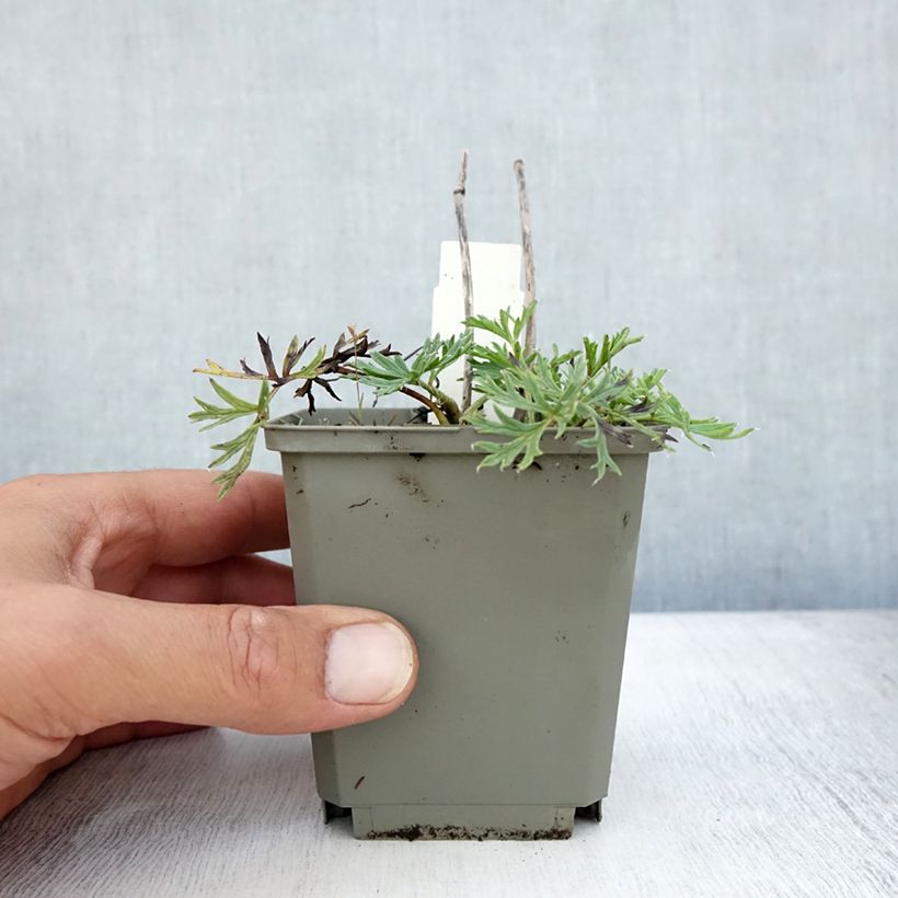 Amostra de Pulsatilla vulgaris Papageno Vaso de 8/9 cm tal como entregue no verão