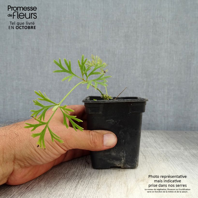 Amostra de Pulsatilla vulgaris Röde Klokke Vaso de 7/8 cm tal como entregue no outono