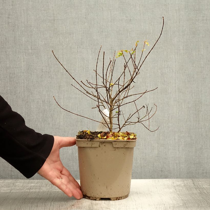 Amostra de Punica granatum Nana Racemosa - Grenadier nain Pot de 3L/4L tal como entregue no outono