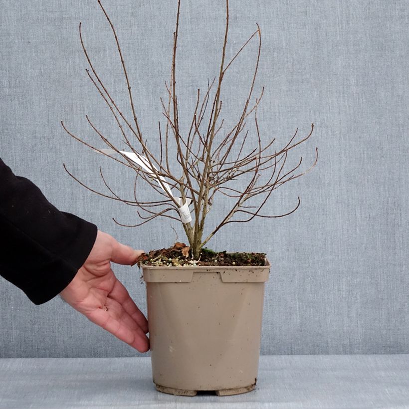 Amostra de Punica granatum Nana Racemosa - Grenadier nain Vaso de 3 L/4 L tal como entregue no inverno