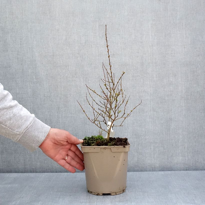 Amostra de Romãzeira Nana Racemosa Vaso de 3 L/4 L tal como entregue na primavera