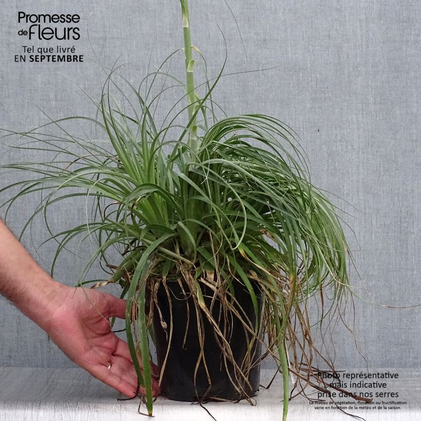 Amostra de Puya alpestris Vaso de 2 L/3 L tal como entregue no outono