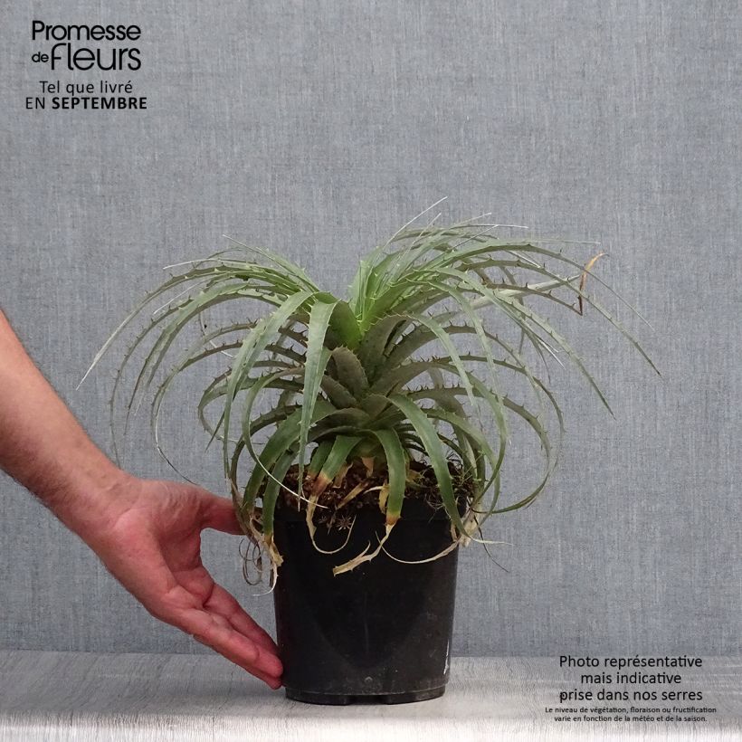 Amostra de Puya berteroniana Vaso de 2 L/3 L tal como entregue no outono