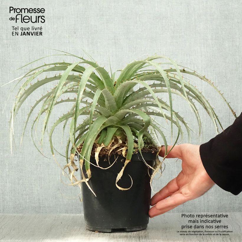 Amostra de Puya berteroniana Pot de 2L/3L tal como entregue no inverno