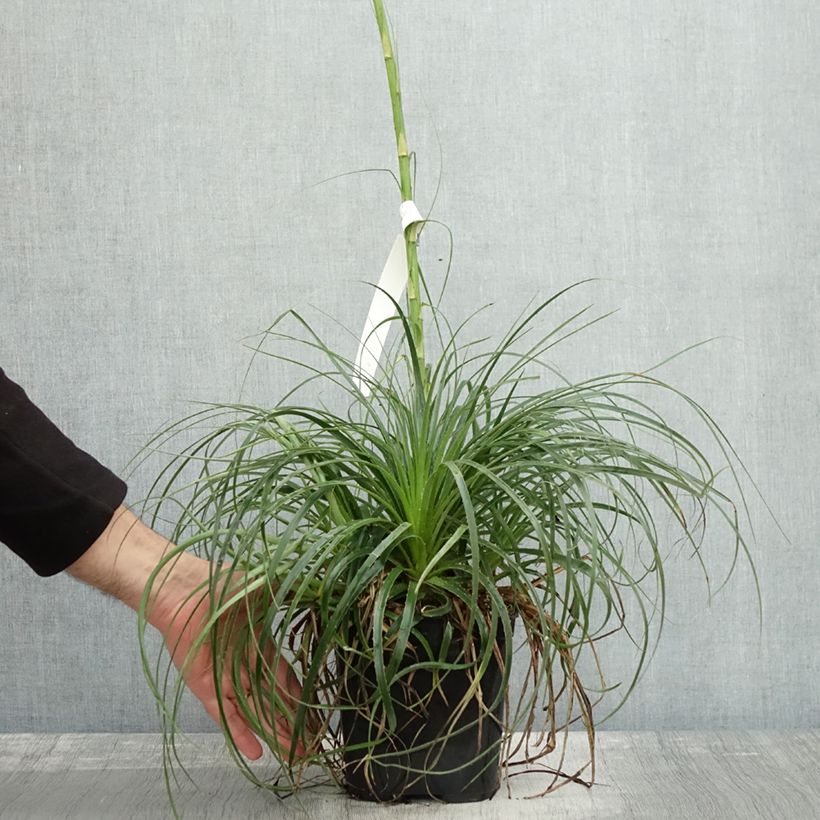 Amostra de Puya mirabilis - Chagual  Pot de 2L/3L tal como entregue no outono