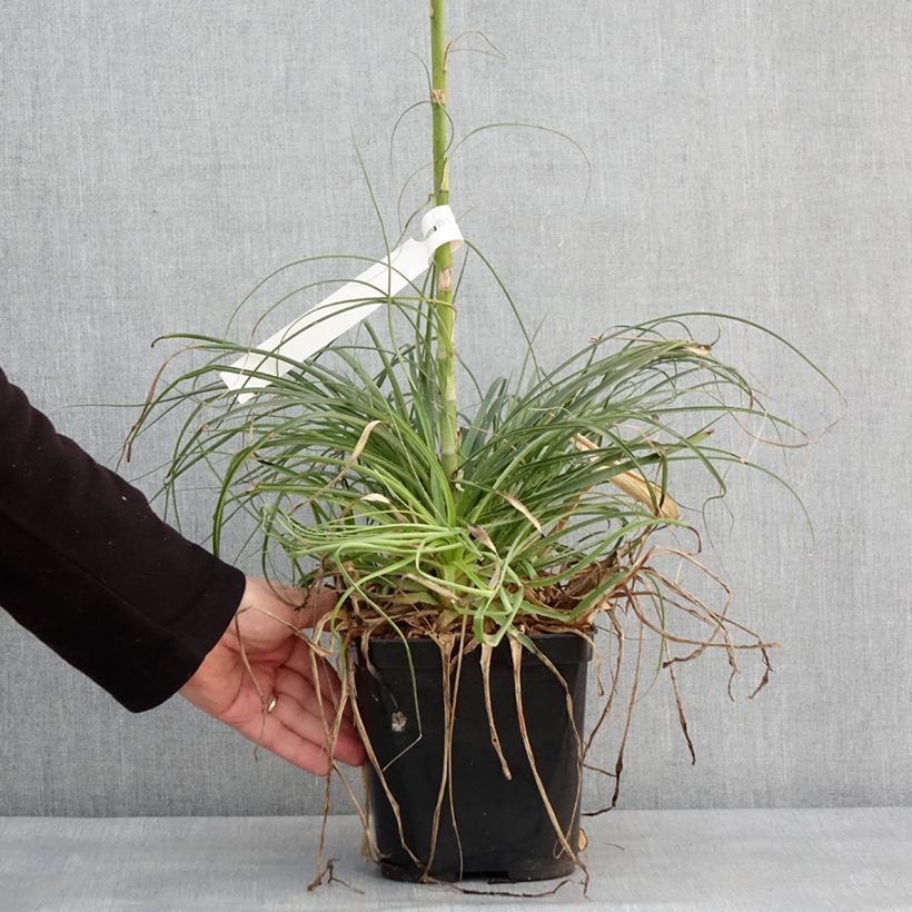 Amostra de Puya mirabilis - Chagual  Vaso de 2 L/3 L tal como entregue no inverno