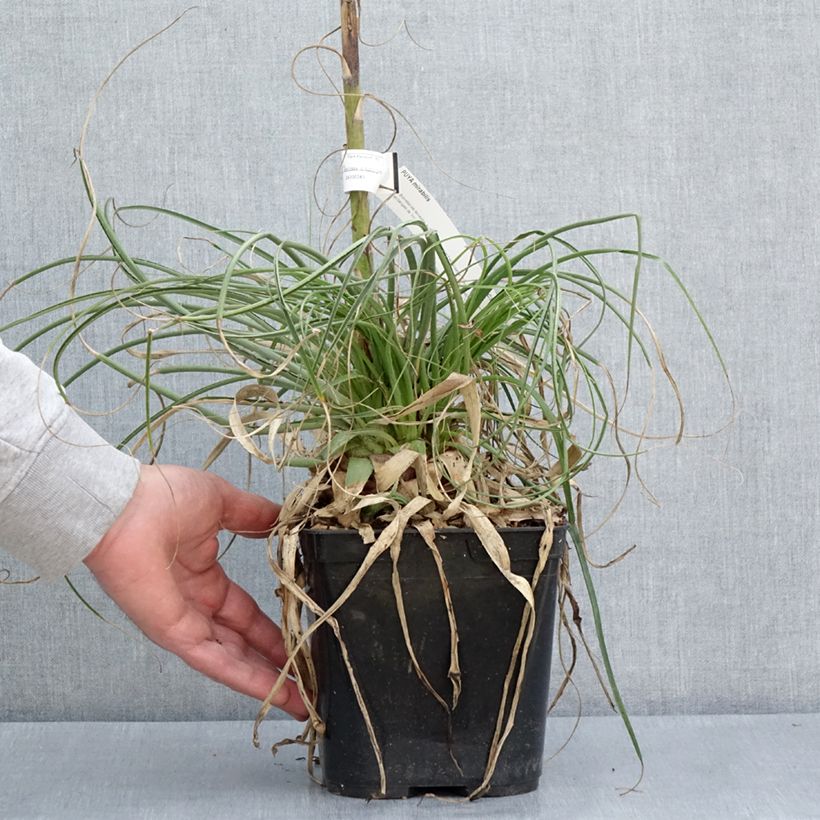 Amostra de Puya mirabilis Vaso de 2 L/3 L tal como entregue na primavera