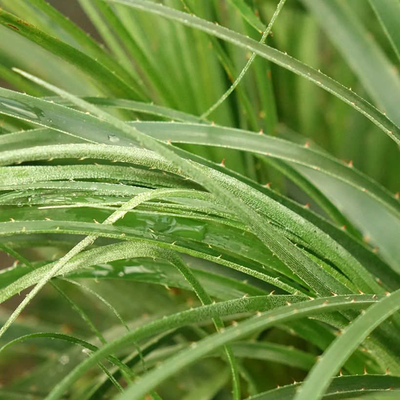 Puya mirabilis (Folhagem)