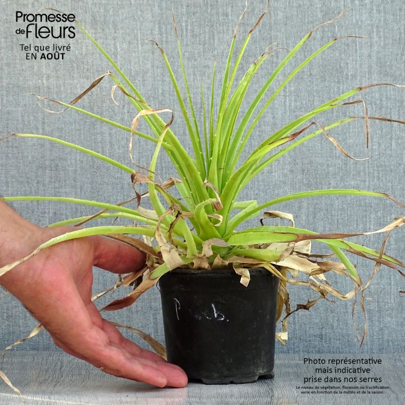 Amostra de Puya weberbaueri Vaso de 3 L/4 L tal como entregue no verão