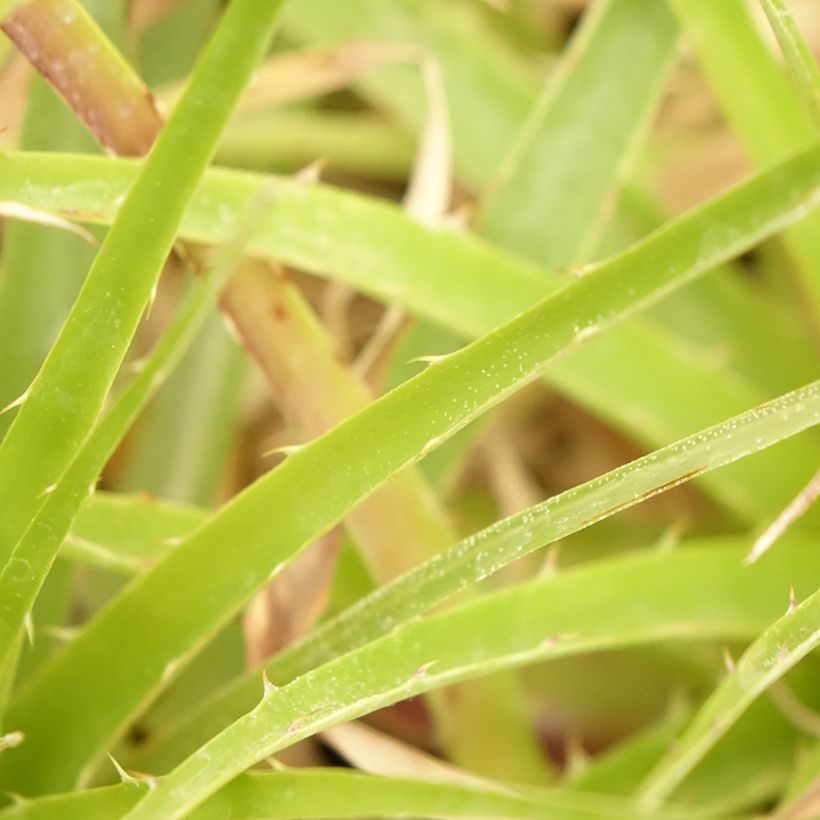 Puya weberbaueri (Folhagem)
