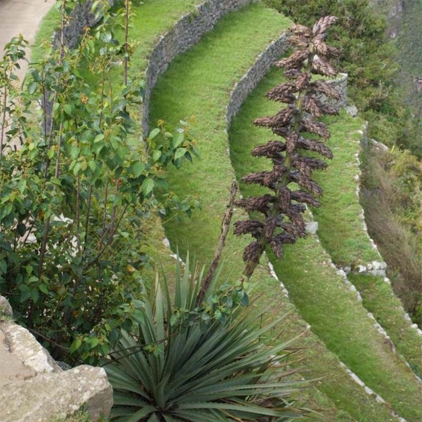 Puya weberbaueri (Floração)