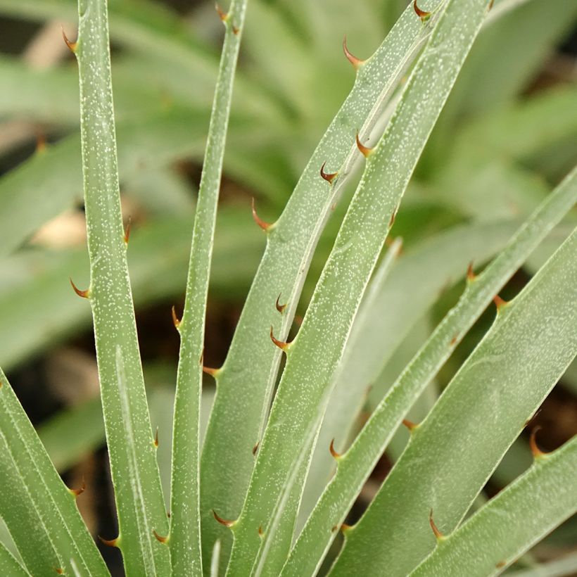 Puya weberiana (Folhagem)