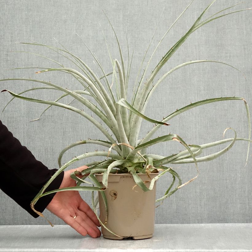 Amostra de Puya weberiana Vaso de 3 L/4 L tal como entregue no outono