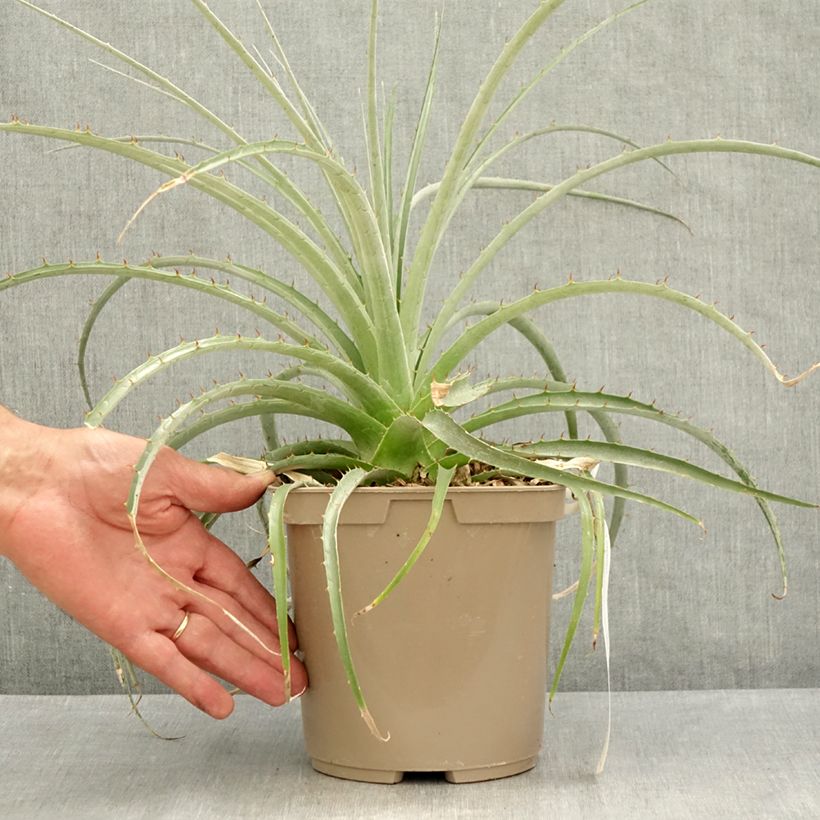 Amostra de Puya weberiana Vaso de 3 L/4 L tal como entregue no verão