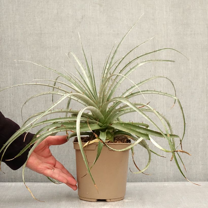 Amostra de Puya weberiana Vaso de 3 L/4 L tal como entregue no inverno