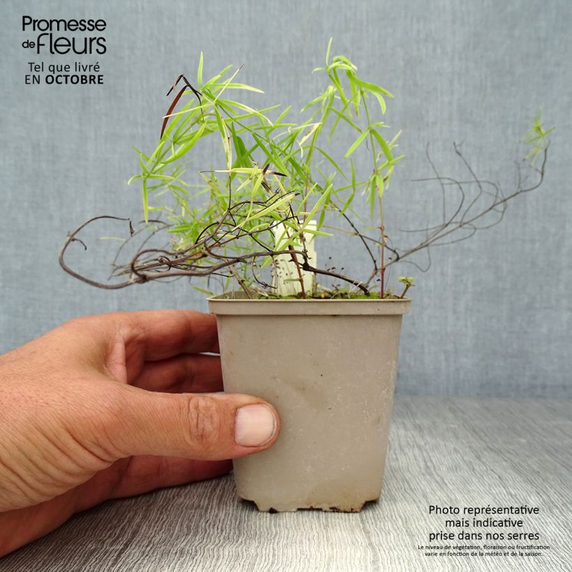 Amostra de Pycnanthemum flexuosum Vaso de 8/9 cm tal como entregue no outono