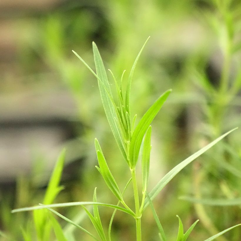 Pycnanthemum flexuosum (Folhagem)