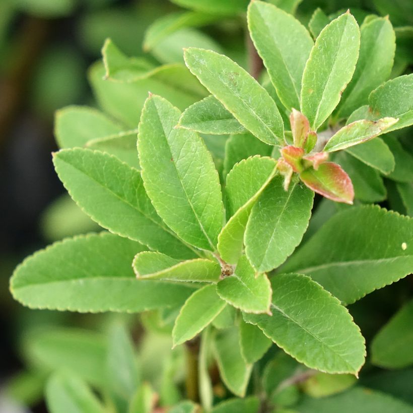 Piracanta coccinea Orange Star (Folhagem)