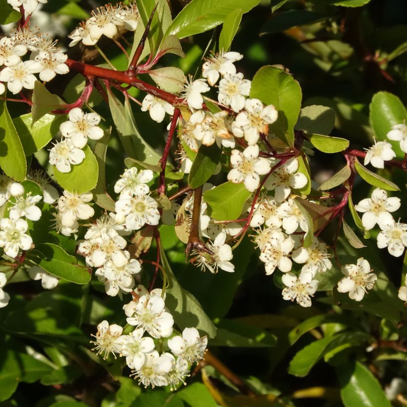 Piracanta coccinea Orange Star (Floração)