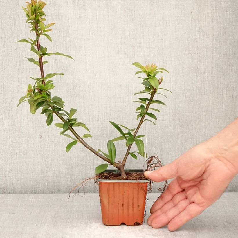 Amostra de Piracanta coccinea Orange Star Vaso de 8/9 cm tal como entregue na primavera