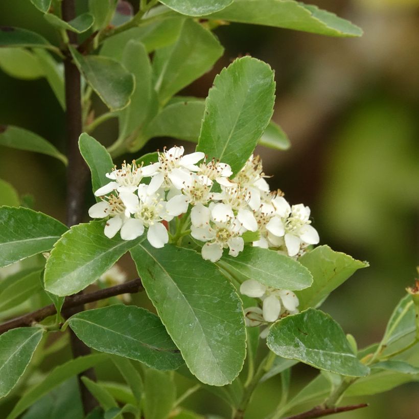 Piracanta coccinea Saphyr Jaune (Floração)