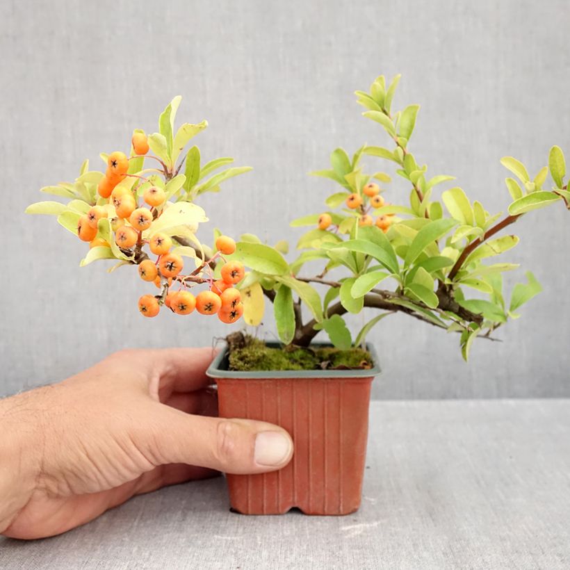 Amostra de Piracanta coccinea Sunny Star Vaso de 8/9 cm tal como entregue no outono