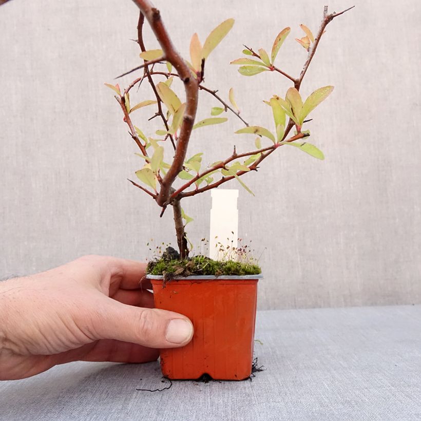 Amostra de Piracanta coccinea Sunny Star Vaso de 8/9 cm tal como entregue no inverno