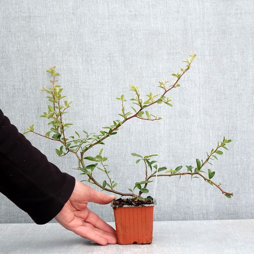 Amostra de Piracanta coccinea Sunny Star Vaso de 8/9 cm tal como entregue na primavera