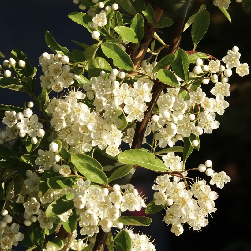 Piracanta Golden Charmer (Floração)