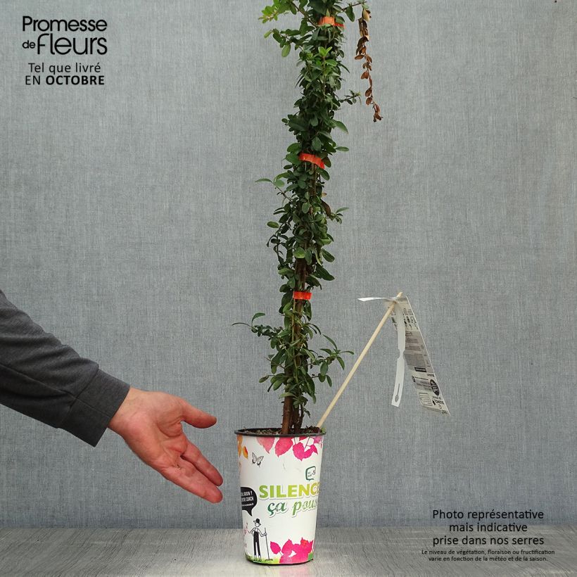 Amostra de Piracanta coccinea SAPHYR Orange Vaso de 2 L/3 L tal como entregue no outono