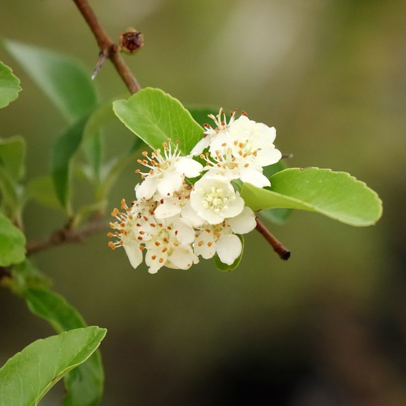 Piracanta coccinea SAPHYR Orange (Folhagem)