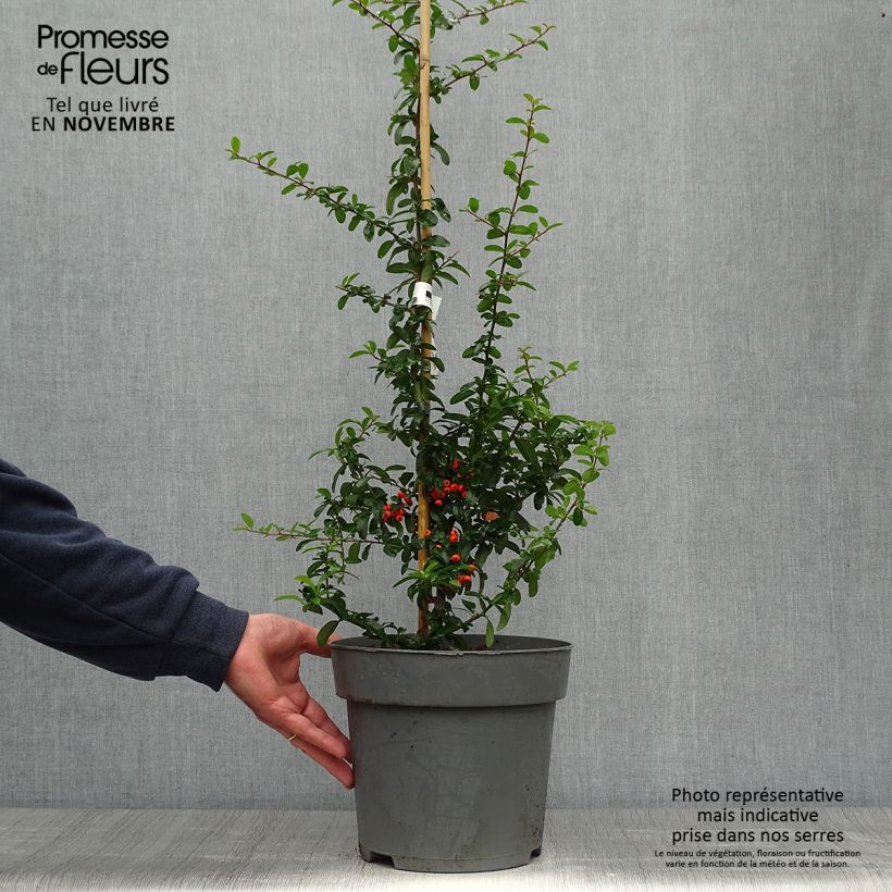 Amostra de Piracanta coccinea SAPHYR Orange Vaso de 6 L/7 L tal como entregue no outono
