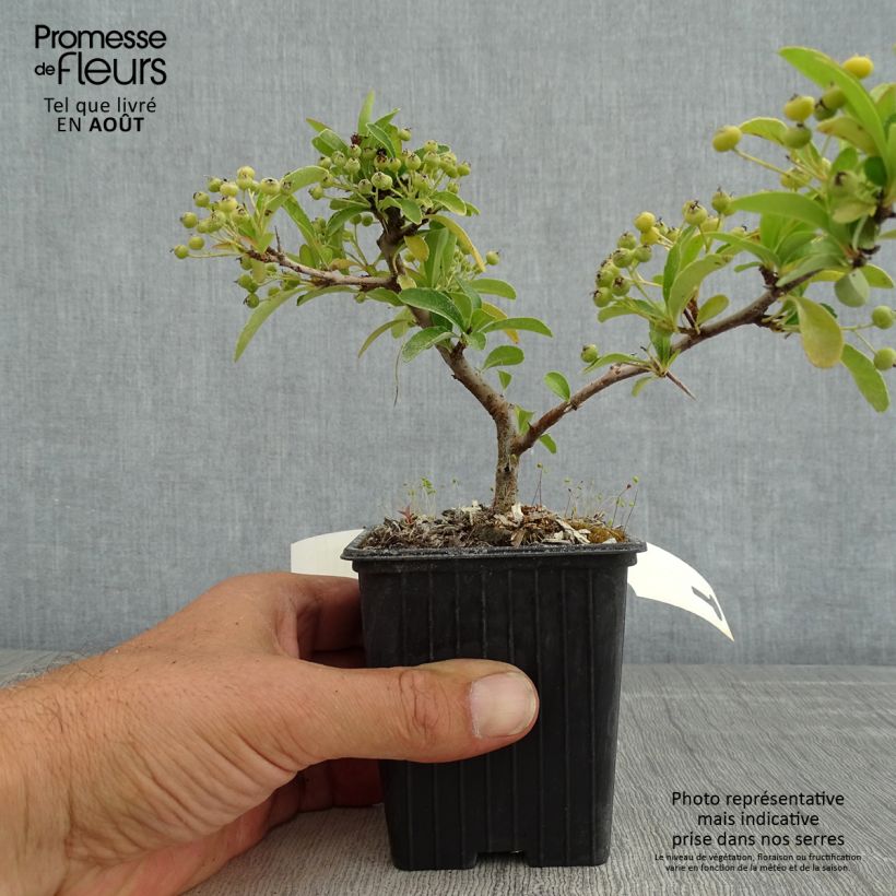 Amostra de Piracanta coccinea SAPHYR Orange Vaso de 8/9 cm tal como entregue no verão