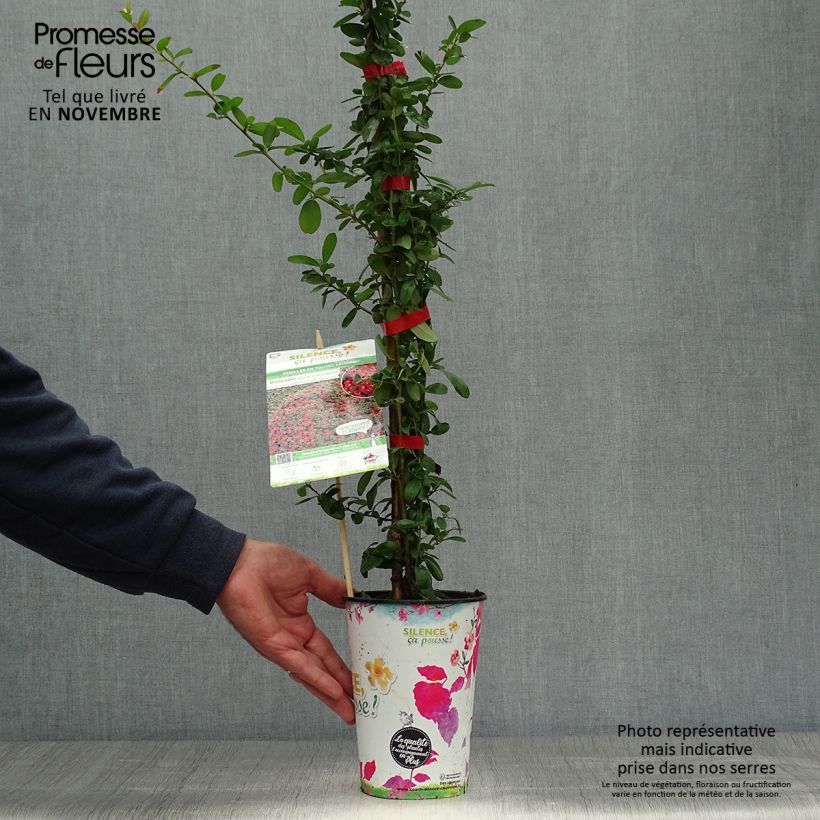Amostra de Piracanta coccinea SAPHYR Rouge Vaso de 2 L/3 L tal como entregue no outono