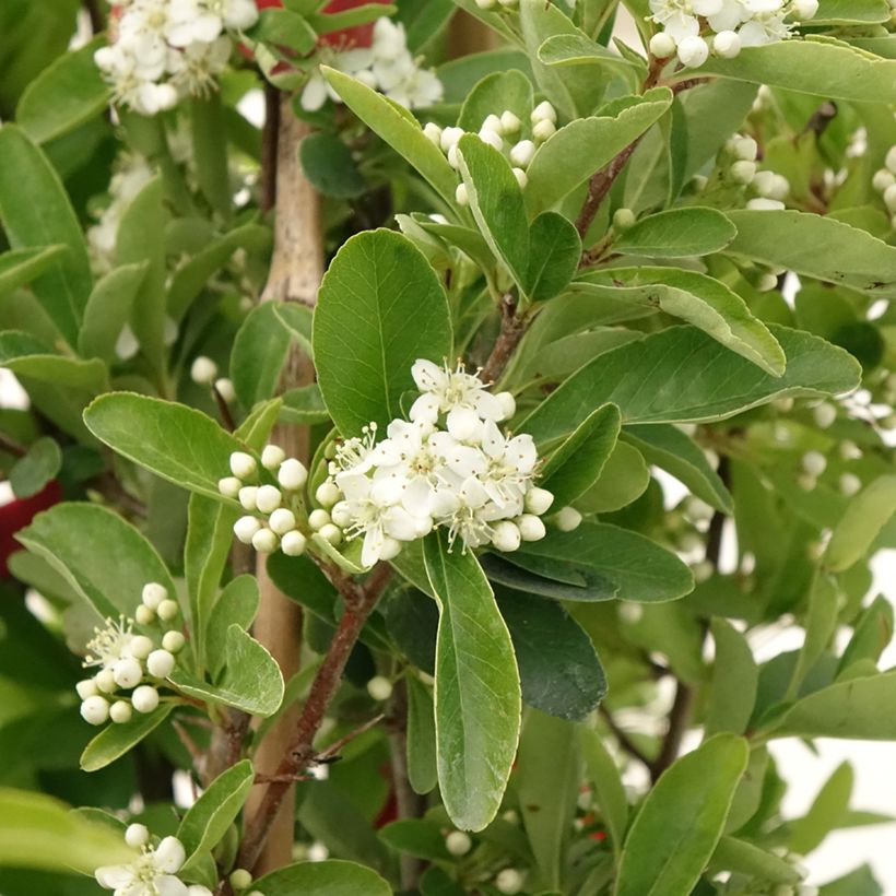 Piracanta coccinea SAPHYR Rouge (Floração)