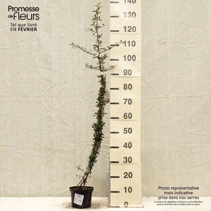 Amostra de Piracanta Soleil d'or Vaso de 2 L/3 L tal como entregue no inverno