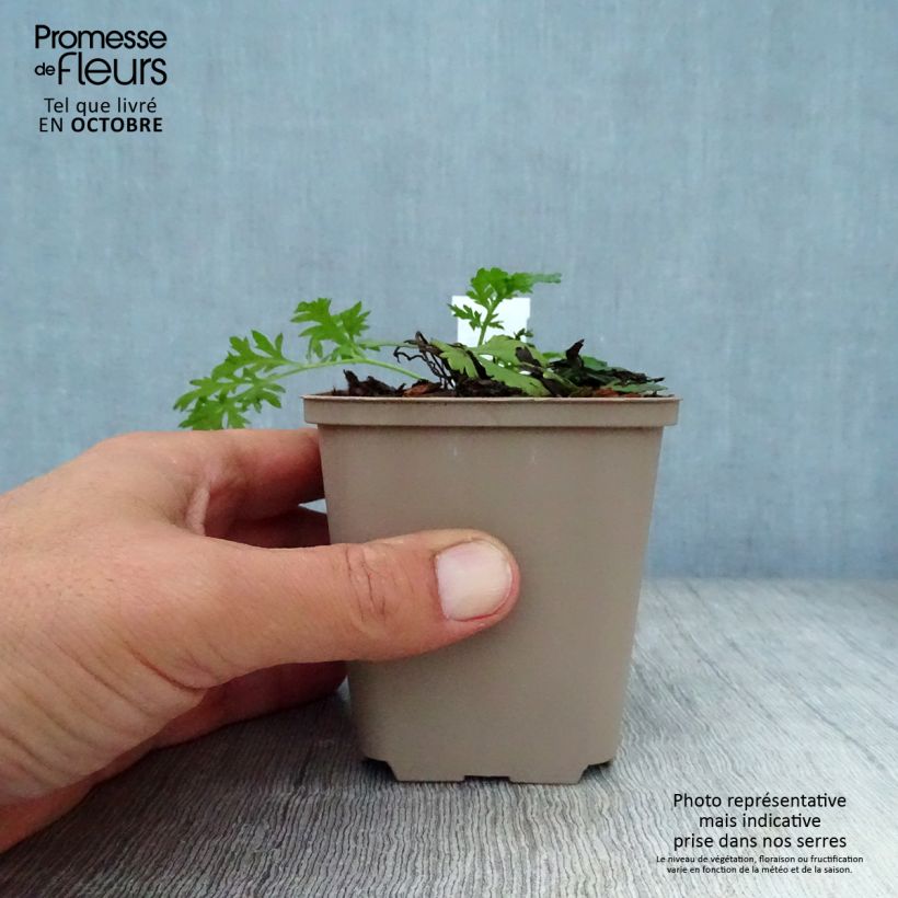 Amostra de Tanacetum coccineum Robinson Rose Vaso de 8/9 cm tal como entregue no outono