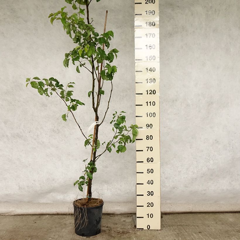 Amostra de Pyrus calleryana Chanticleer Vaso de 12 L/15 L tal como entregue no verão