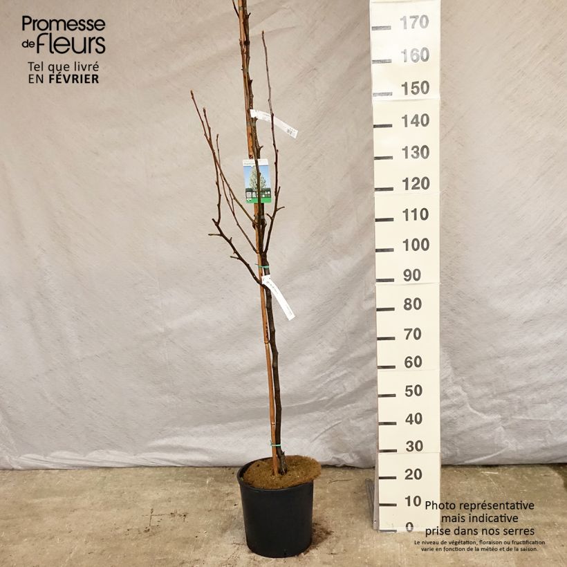 Amostra de Pyrus calleryana Chanticleer - Poirier d'ornement  Vaso de 12 L/15 L tal como entregue no inverno