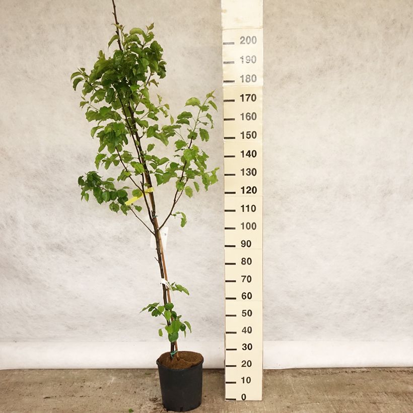 Amostra de Pyrus calleryana Chanticleer Vaso de 12 L/15 L tal como entregue na primavera