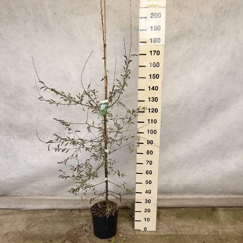 Amostra de Pyrus salicifolia Pendula Vaso de 12 L/15 L tal como entregue no outono