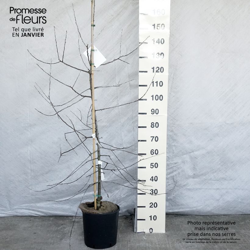 Amostra de Pyrus salicifolia Pendula - Poirier d'ornement pleureur  Vaso de 12 L/15 L tal como entregue no inverno