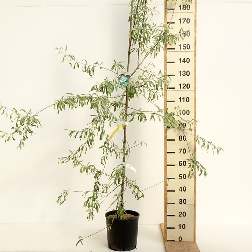 Amostra de Pyrus salicifolia Pendula Vaso de 12 L/15 L tal como entregue na primavera