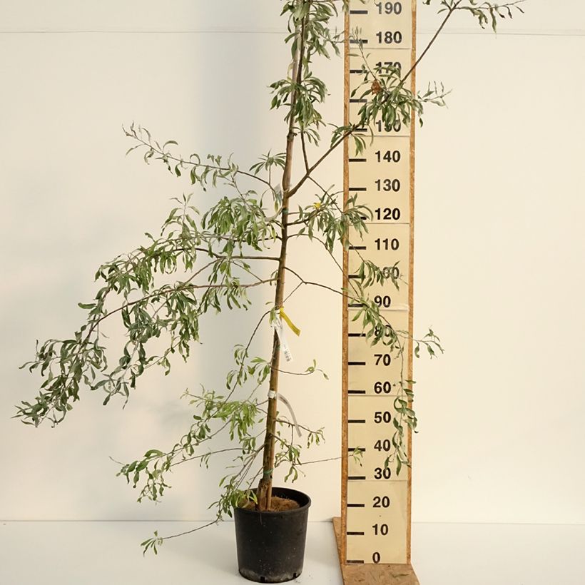 Amostra de Pyrus salicifolia Pendula Vaso de 12 L/15 L tal como entregue no verão