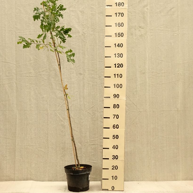 Amostra de Quercus cerris - Carvalho-da-Turquia Vaso de 7,5 L/10 L tal como entregue no outono