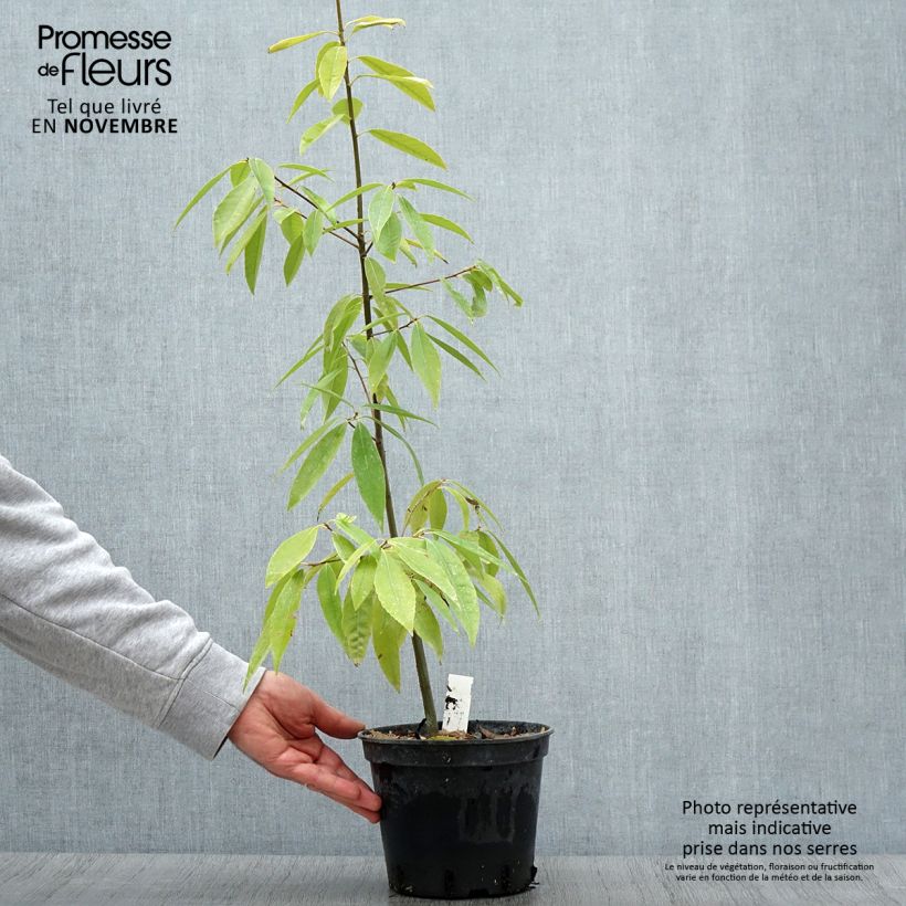 Amostra de Carvalho - Quercus myrsinifolia Vaso de 3 L/4 L tal como entregue no outono